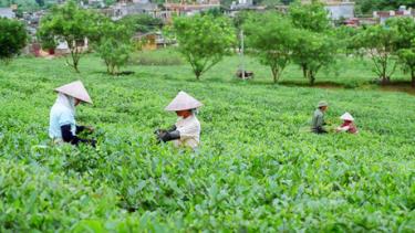 Theo Bộ Nông nghiệp và Phát triển Nông thôn, thời tiết ấm áp và ẩm ướt tạo điều kiện thuận lợi cho búp chè phát triển, nguồn cung hứa hẹn sẽ dồi dào giúp giá chè ổn định.