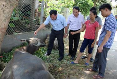 Lãnh đạo Sở Nông nghiệp và Phát triển Nông thôn (đứng giữa) cùng cơ quan chuyên môn kiểm tra dịch LMLM trên đàn trâu tại xã Tân Lĩnh, huyện Lục Yên.