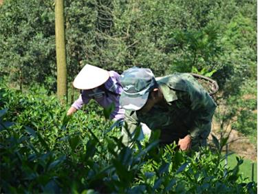 Nông dân thôn Bảo Thanh, xã Bảo Hưng thu hái chè.