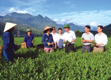 Các đồng chí lãnh đạo huyện Văn Chấn thăm vùng chè cải tạo tại xã Sơn Thịnh. (Ảnh: Trần Van)