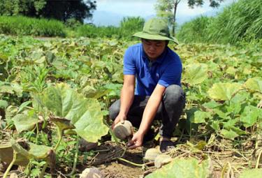 Mô hình trồng bí lấy hạt được nhiều ĐVTN xã Phù Nham tham gia.