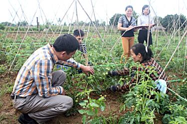 Mô hình trồng cà chua sạch theo tiêu chuẩn VietGAP của nông dân Phù Nham.