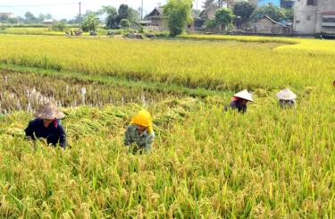 Nông dân xã An Thịnh, huyện Văn Yên thu hoạch lúa xuân 2019.