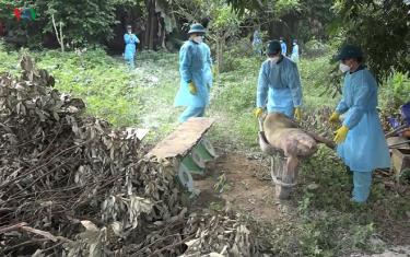 Tả lợn châu Phi lan rộng khắp toàn tỉnh Lào Cai.