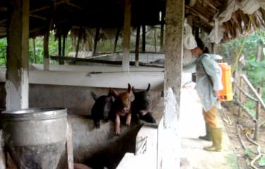 Người chăn nuôi tăng cường phun tiêu độc khử trùng phòng chống dịch tả lợn châu Phi.