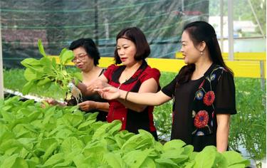 Vườn rau thủy canh của gia đình chị Phạm Thúy Hảo, thôn Thanh Niên, xã Minh Bảo, thành phố Yên Bái cung cấp cho người tiêu dùng những sản phẩm rau an toàn.