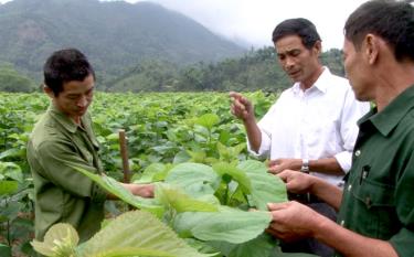 Người dân xã Hồng Ca góp phần cùng cả huyện mở rộng vùng dâu tằm lên 500 ha.