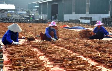 Các sản phẩm từ quế mang lại nguồn thu nhập ổn định cho người dân Đào Thịnh, huyện Trấn Yên.