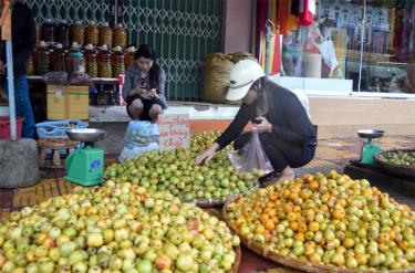 Quả sơn tra đã và đang góp phần xóa đói giảm nghèo ở vùng cao.