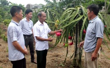 Người dân vùng đặc biệt khó khăn xã Mỹ Gia tăng thu nhập nhờ trồng thanh long ruột đỏ.