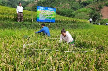 Các giống lúa được sử dụng đều cho năng suất cao và có phẩm chất gạo ngon, đáp ứng tốt nhu cầu tiêu thụ (ảnh minh họa).