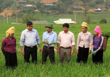 Cán bộ Phòng Nông nghiệp -Phát triển nông thôn huyện Trạm Tấu trực tiếp xuống tận chân ruộng hướng dẫn kỹ thuật chăm sóc lúa cho người dân xã Hát Lừu. (Ảnh: Văn Tuấn)