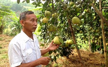 Bưởi Đại Minh là sản phẩm chủ lực, có tiềm năng, lợi thế của huyện.