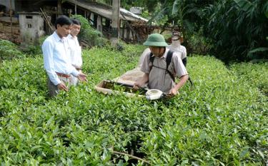 Lãnh đạo Liên minh Hợp tác xã tỉnh Yên Bái tham quan mô hình sản xuất chè theo tiêu chuẩn VietGAP của Hợp tác xã Dịch vụ tổng hợp Kiến Thuận.