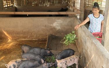 Pig raising farm of Hoang Dinh Van in Luu 2 hamlet proves effective.