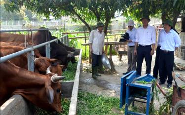 Mô hình chăn nuôi bò bán công nghiệp ở Văn Yên được nhân dân tham gia tích cực. (Ảnh: Mạnh Cường)