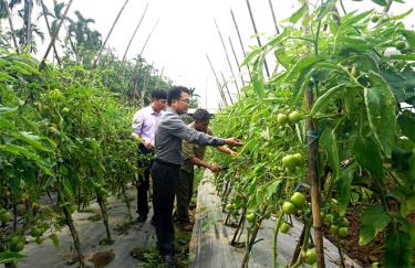 Lãnh đạo cấp ủy, chính quyền xã Âu Lâu kiểm tra chất lượng sản xuất rau an toàn của Hợp tác xã Sản xuất rau an toàn Âu Lâu.