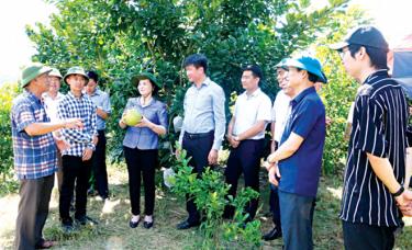 Đồng chí Phạm Thị Thanh Trà - Ủy viên Ban Chấp hành Trung ương Đảng, Bí thư Tỉnh ủy cùng đoàn công tác của tỉnh thăm mô hình trồng cây ăn quả của Doanh nghiệp tư nhân Đông Yến tại xã Đông An.