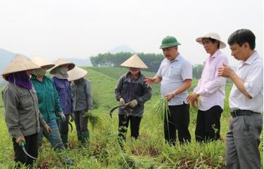 Lãnh đạo xã Đông Cuông cùng người dân trao đổi kỹ thuật về khai thác xả để xuất khẩu. (Ảnh: Hoài Văn)