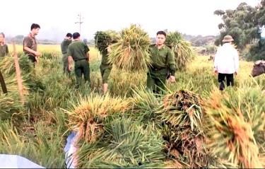 Cán bộ, chiến sĩ Công an huyện Văn Yên giúp dân thu hoạch lúa.