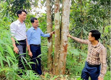 Lãnh đạo xã Xuân Tầm thăm các hộ trồng quế.