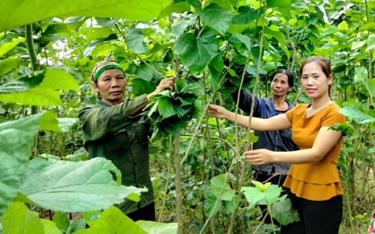 Nữ đại biểu HĐND tỉnh Yên Bái khóa XIX - Nguyễn Thị Hương (người mặc áo vàng), Giám đốc HTX Dâu tằm Minh Tiến- Y Can, huyện Trấn Yên cùng các thành viên bên ruộng dâu tằm của HTX.
