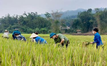 Những ngày này, trên khắp các cánh đồng của huyện Lục Yên, đâu đâu cũng thấy bóng áo xanh đang lấp ló, giúp đỡ người dân thu hoạch lúa xuân 2021