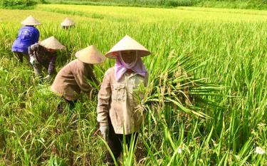 Nông dân xã Vĩnh Kiên, huyện Yên Bình thu hoạch lúa xuân.