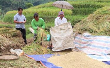 Nhân dân huyện Mù Cang Chải thu hoạch lúa xuân, giải phóng đất để gieo cấy vụ mùa.