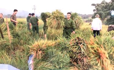 Công an huyện Văn Yên giúp dân thu hoạch lúa.