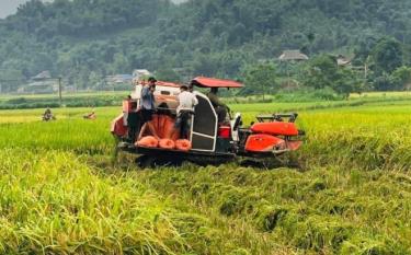 Nông dân huyện Trấn Yên đưa cơ giới hóa vào thu hoạch lúa xuân.