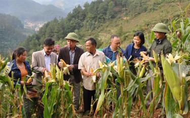 Lãnh đạo huyện Trạm Tấu cùng bà con tham quan mô hình trình diễn giống ngô lai chịu hạn LVN17 và LVN092 tại xã Xà Hồ.