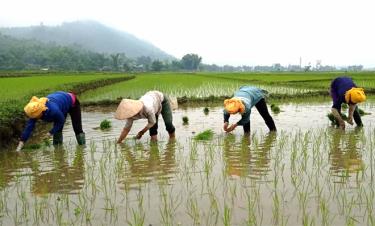 Nông dân thôn Tông Co, phường Tân An cấy lúa mùa.