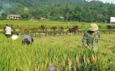 Nông dân xã Phúc Sơn thu hoạch lúa.