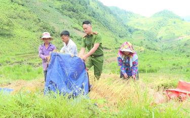 Ảnh minh họa: Công an xã Bản Mù, huyện Trạm Tấu giúp người dân thu hoạch lúa.