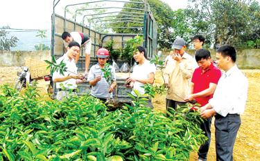Người dân huyện Văn Chấn kiểm tra cây cam giống được hỗ trợ.