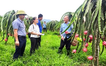 Mô hình trồng cây thanh long đã mang lại nguồn thu nhập cho người dân xã Hưng Khánh.
