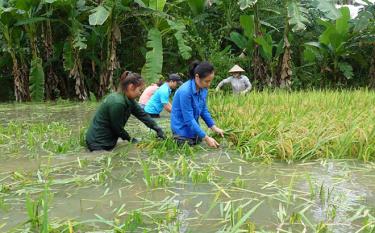 Cán bộ công chức, đoàn viên thanh niên huyện Lục Yên giúp dân gặt lúa 