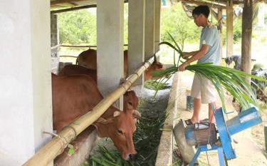 Phát triển chăn nuôi theo hình thức bán công nghiệp mang lại hiệu quả kinh tế cao ở xã Minh An, huyện Văn Chấn.