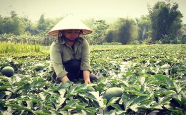 Farmers of Thanh Luong commune in Nghia Lo town harvest watermelons
