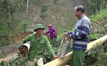 Người dân xã Minh An phát triển vùng trồng quế mang lại hiệu quả kinh tế cao.