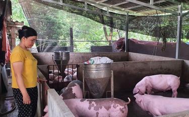 Phụ nữ xã Quang Minh, huyện Văn Yên phát triển chăn nuôi lợn thịt, tăng thu nhập và ổn định cuộc sống.