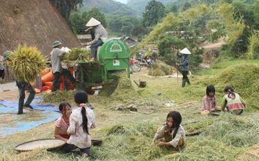 Nông dân trong tỉnh tập trung thu hoạch lúa xuân.