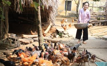 Bà Nguyễn Thị Hảo, thôn Thịnh Vượng, xã Quy Mông ở huyện Trấn Yên chăm sóc gà thả vườn mùa nắng nóng.