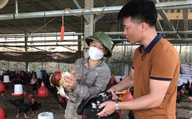 Công chức Địa chính - Kinh tế xã Y Can trao đổi về m88 apph chăm sóc gà mùa nắng nóng với anh Nguyễn Văn Chung.