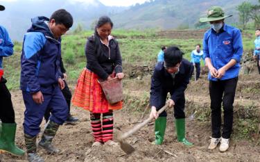 Lãnh đạo huyện Trạm Tấu tham gia trồng khoai sọ với người dân thôn Mù Cao, xã Bản Mù