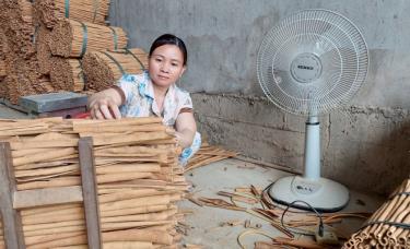 Production and preliminary processing of cinnamon products