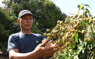 The cultivation of fruit trees has helped Nghia Lo residents gain stable incomes and improve their livelihoods.
