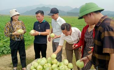Cán bộ Trung tâm Dịch vụ Hỗ trợ phát triển nông nghiệp huyện Yên Bình kiểm tra sản phẩm dưa lê của bà Vũ Thị Tuyên, thôn Đồng Tâm, xã Mỹ Gia.