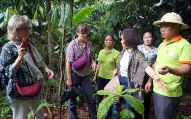 Bà Kata Wagner - Nghiên cứu viên cao cấp Viện Nghiên cứu Quốc tế về môi trường và phát triển (IIED),Chương trình FFF  (người thứ 2, trái sang) khảo sát thực tế mô hình trồng cây khôi nhung sản xuất hữu cơ dưới tán rừng tại HTX Tiến Thành T&T .